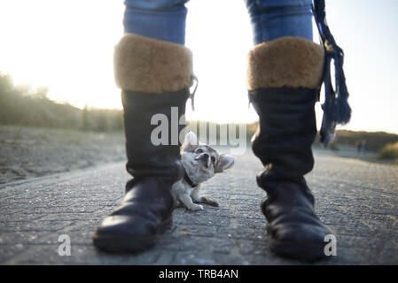 Unglaublich niedrigen Winkel portrsit eines winzigen Chihuahua puppu Hund an den Füßen von seinem Besitzer, der trägt braune Winterstiefel Stockfoto