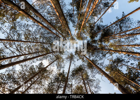 Hohe Kiefer Baumkronen gegen blauen Himmel und weiße Wolken Stockfoto