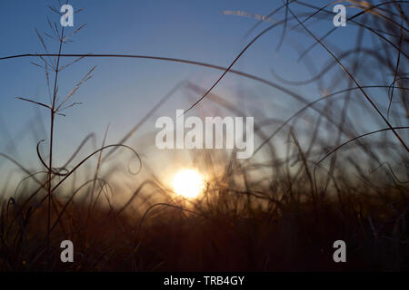 Low Angle Shot von sehr trockenem Gras in der Hitze des brennenden Sonne. Eine Gefahr, die Waldbrände in der Kalifornischen Landschaft führen kann. Stockfoto