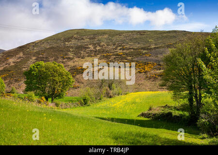 Nordirland, Co unten, niedrige Mournes, Killeaghan wilde Blume Feld auf Pisten von Rocky Mountain gefüllt Stockfoto