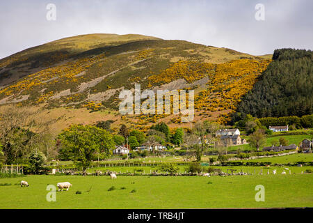 Nordirland, Co unten Rostrevor, niedrige Mournes, Schafe weiden in Tiefland Feld mit Ginster bedeckt Knockshee Berg hinter Stockfoto