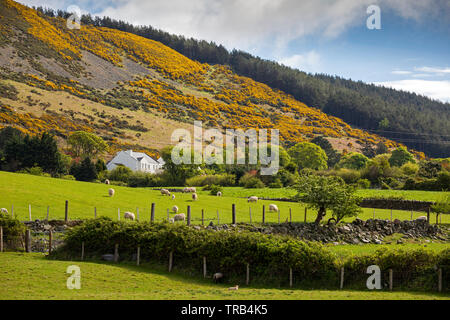 Nordirland, Co unten Rostrevor, niedrige Mournes, Schafe weiden in Tiefland Feld mit Ginster bedeckt Knockshee Berg hinter Stockfoto