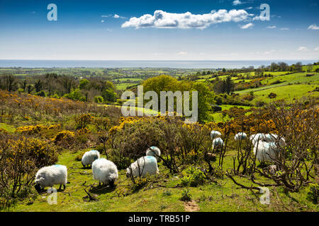 Irland, Co Louth, Halbinsel Cooley, Rooskey, Schafe weiden in verlassenen Dorf vor der Hungersnot Stockfoto