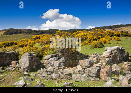 Irland, Co Louth, Halbinsel Cooley, Rooskey, Ruinen der Hauswand in verlassenen Dorf vor der Hungersnot Stockfoto