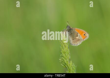 Eine kleine orange und braune Schmetterling mit einem schwarzen Punkt, eine kleine Heide, sitzen auf einem Top von Gras. Sonnigen Sommertag in der Natur. Verschwommen grünen Hintergrund. Stockfoto