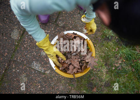 POV einer Frau die abgestorbenen Blätter in einem Eimer beim Frühjahrsputz im Garten. Sie trägt eine gelbe Gummihandschuhe Stockfoto