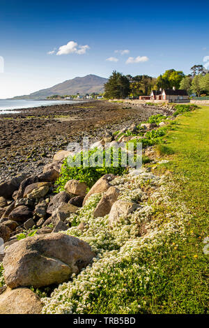 Irland, Co Louth, Omeath, weiß wilde Blumen auf Carlingford Lough Ufer, Blick Richtung Slieve Foye Stockfoto