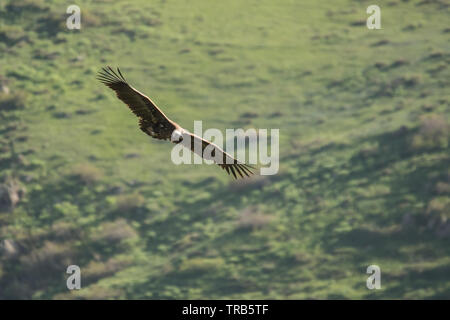 Atemberaubende Vogel Foto. Cinereous Geier/Aegypius monachus. Silhouette eines fliegenden Vogels auf einem Hintergrund der Berge Stockfoto