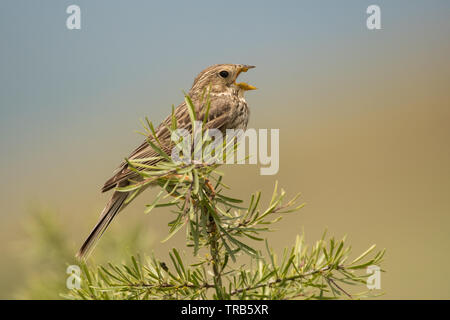 Atemberaubende Vogel Foto. Corn Bunting/Emberiza calandra Stockfoto