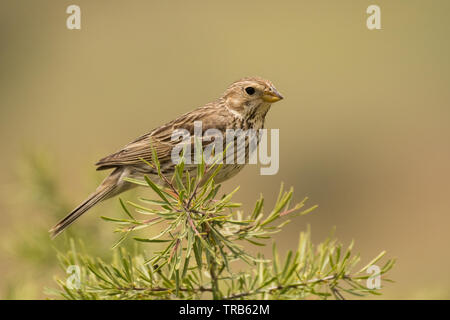 Atemberaubende Vogel Foto. Corn Bunting/Emberiza calandra Stockfoto