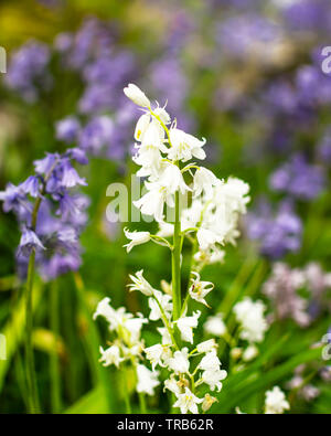 Weiße Glocken in einem Feld von Blue Bells. Blumen überall. Stockfoto