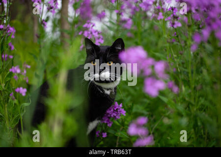 Eine nette schwarze Katze mit weißen Schnurrbart achtsam und genießen die Präsenz im Garten, umgeben von Grün und rosa Blumen umgeben Stockfoto