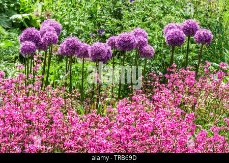 Lila Allium Globemaster, klebrig Catchfly, Farbkombination im Garten Ornamental Zwiebelkugeln Lila Blütenköpfe Stockfoto