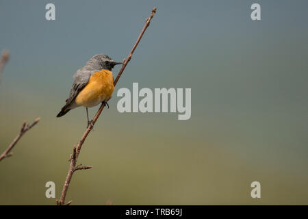 Atemberaubende Vogel Foto. White-throated Robin (Irania gutturalis). Stockfoto