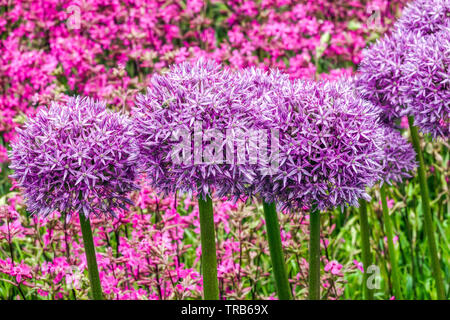 Lila Allium Globemaster, klebrige Catchfly, Farbkombination im Garten Stockfoto