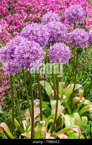 Lila Allium Globemaster, klebrig Catchfly, Farbkombination im Garten Zierzwiebel Stockfoto