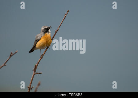 Atemberaubende Vogel Foto. White-throated Robin (Irania gutturalis). Stockfoto