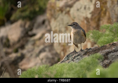 Atemberaubende Vogel Foto. White-throated Robin (Irania gutturalis). Stockfoto