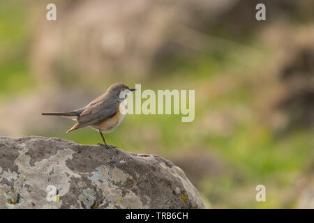 Atemberaubende Vogel Foto. White-throated Robin (Irania gutturalis). Stockfoto