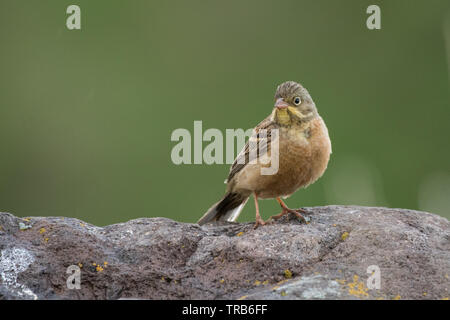 Atemberaubende Vogel Foto. Ortolan/Emberiza hortulana Stockfoto