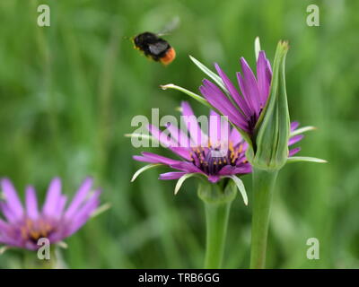 Über Blumen Hummeln Stockfoto