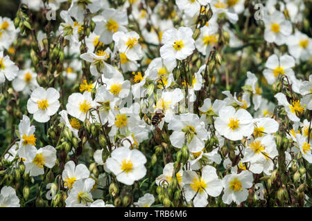 White Rock Rose, Helianthemum apenninum Weiße Blumen Stockfoto