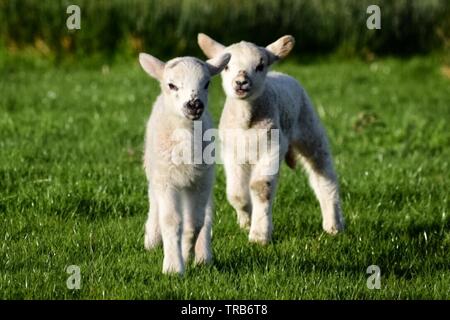 Zwei Lämmer Stockfoto