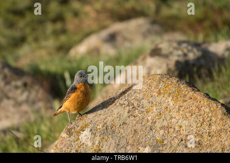 Atemberaubende Vogel Foto. Gemeinsame rock Thrush/Monticola saxatilis Stockfoto