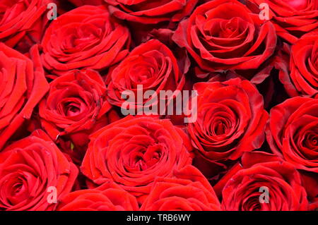 Nahaufnahme auf ein Strauß roter Rosen Stockfoto