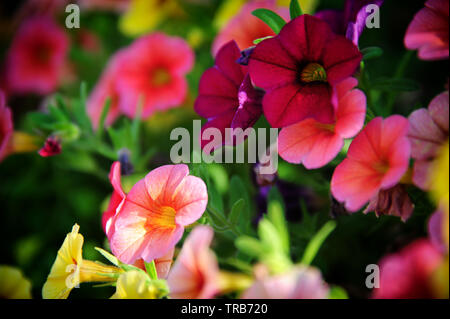 Sehr helle und schöne Petunia Blumen im Garten. Stockfoto