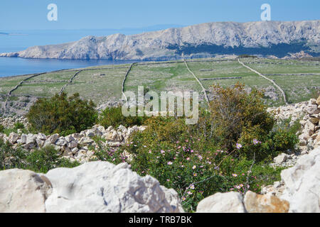 Trockenmauern, Hügel, die Bucht von Baska. Insel Krk. Kroatien. Stockfoto