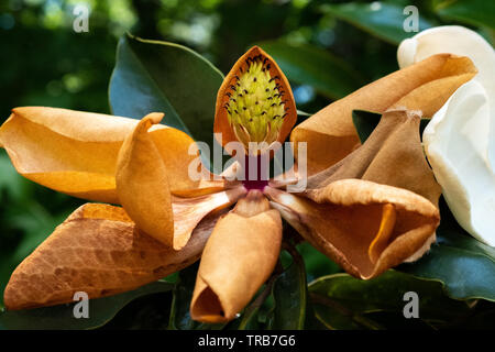 Eine ausgetrocknete oder gealterten südlichen Magnolia Blüte, mit der ein einzelnes Blütenblatt noch Schröpfen die Knospe. Crowder County Park in Apex, North Carolina. Stockfoto