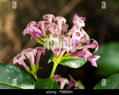 Hell-lila röhrenförmigen Blüten an der Spitze des langen Blütezeit Ausschreibung Strauch, Cestrum x cultum Kretische Lila Stockfoto