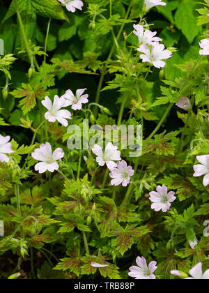 Rot markierte Laub und blasse Blüten mit zarten magenta Biene Linien Der winterharte Staude, Geranium x oxonianum 'Walter's Geschenk' Stockfoto