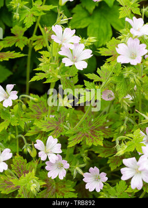 Rot markierte Laub und blasse Blüten mit zarten magenta Biene Linien Der winterharte Staude, Geranium x oxonianum 'Walter's Geschenk' Stockfoto