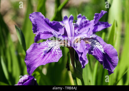 Blue Iris tectorum, die Blume in der Nähe Stockfoto