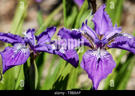 Blue Iris tectorum, die Blume in der Nähe Stockfoto