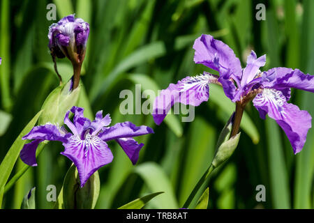 Blue Iris tectorum, die Blume in der Nähe Stockfoto