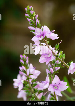 Violett-rosa Blüten der kompakte, in die Knie, alpine, Veronica prostrata 'Mrs Holt' Stockfoto