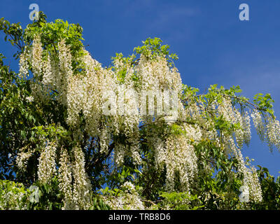Lange Wege der weißen Erbse Blumen der Wisteria floribunda 'Alba' Kaskade von einem Host Baum Stockfoto