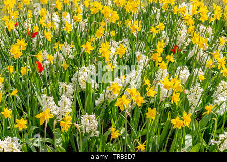 Bereich der daffodills (mit 3 roten Tulpen) in voller Blüte im Frühjahr. Stockport, Cheshire, UK. Stockfoto