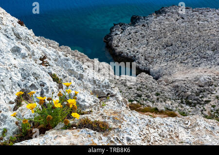 Eine Reihe von gelben Wildblumen auf Klippen von Kavo Greco (Kap Greco) in Zypern Stockfoto