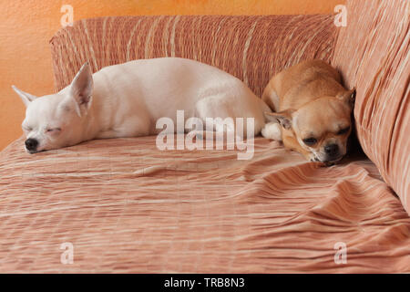 Zwei Chihuahua hunde liegen auf einem Sofa, 2,5 Jahre alt, Zimt weiblich und 5 Jahre alt - weiblich. Stockfoto
