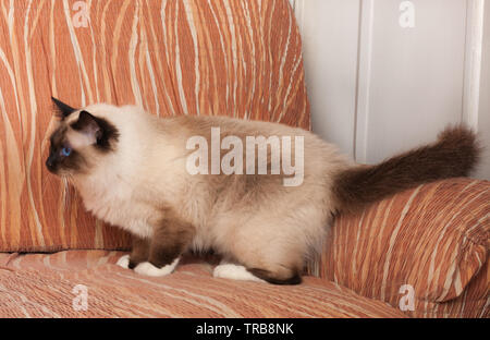 Ein Seal Point Birma Katze, 1 Jahr alte Katze, Mann mit blauen Augen steht auf Sofa Stockfoto
