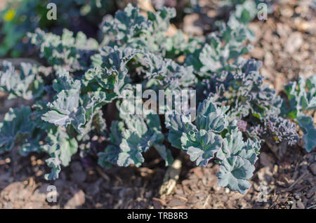 Sea kale (Crambe maritima) Anlage in der Botanik in Polen, in Europa. Stockfoto