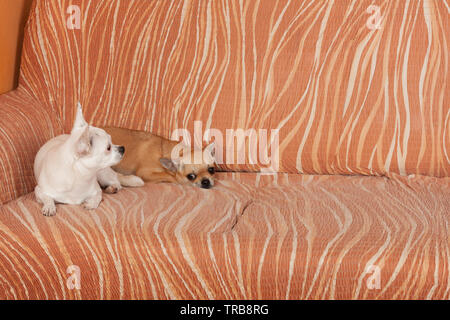 Zwei Chihuahua hunde liegen auf einem Sofa, 2,5 Jahre alt, Zimt weiblich und 5 Jahre alt - weiblich. Stockfoto
