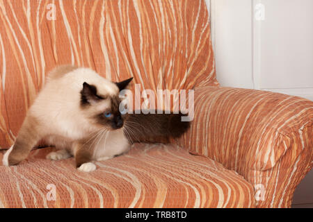 Ein Seal Point Birma Katze, 1 Jahr alte Katze, Mann mit blauen Augen steht auf Sofa Stockfoto