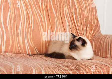 Ein Seal Point Birma Katze, 1 Jahr alte Katze, Mann mit blauen Augen auf dem Sofa liegend Stockfoto