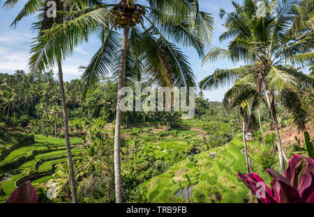 Grüne Reisterrassen von Bali, in der Nähe von Dorf Tegallalang, Indonesien Stockfoto