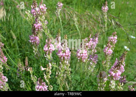 Sainfoin, ein bei Bienen und Insekten beliebtes rosa Blütenkraut, das an Orten auf der kalkigen Nordabwärts-Böschung wächst. Hier in Kent bei Fackenden Down Stockfoto